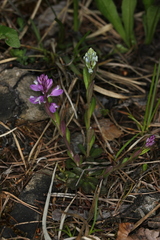 Polygala amara