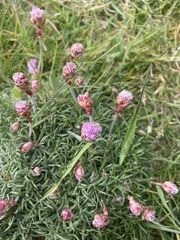 Armeria maritima maritima