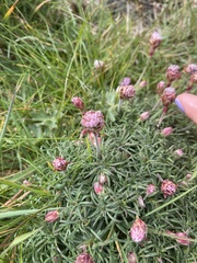 Armeria maritima maritima