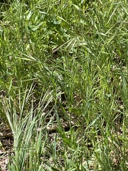 Bromus rigidus