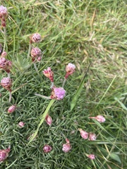 Armeria maritima maritima