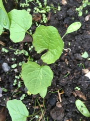 Alliaria petiolata