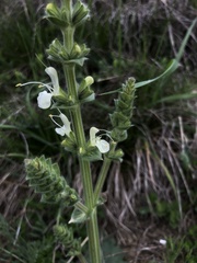 Salvia austriaca