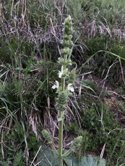 Salvia austriaca