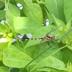Orthetrum albistylum speciosum