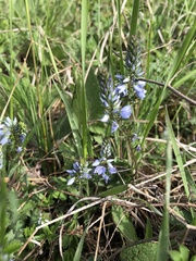 Veronica spicata
