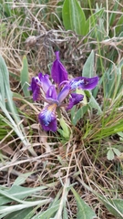 Iris pumila