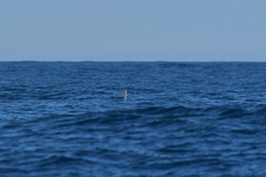 Pterodroma inexpectata