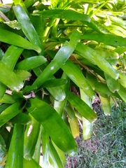 Billbergia