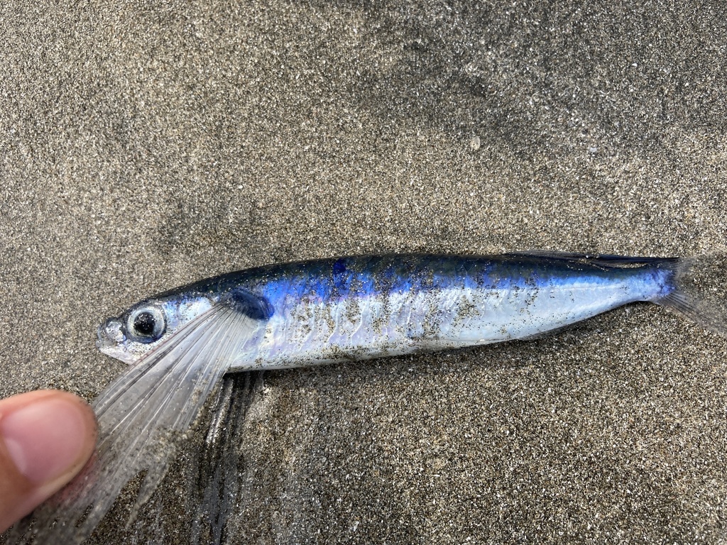 Zeilvin-vliegende vis (Parexocoetus brachypterus) — Exocoetidae