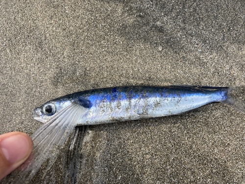 Flying fish (Parexocoetus brachypterus) — Exocoetidae