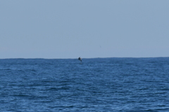 Pterodroma inexpectata