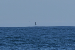 Pterodroma inexpectata