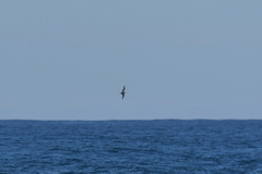 Pterodroma inexpectata