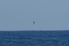 Pterodroma inexpectata