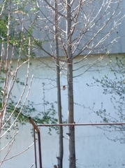 Phoenicurus phoenicurus