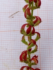 Rumex bucephalophorus subsp. gallicus image