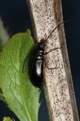 Gonodera luperus
