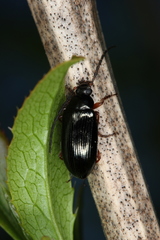 Gonodera luperus
