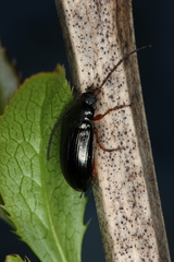 Gonodera luperus