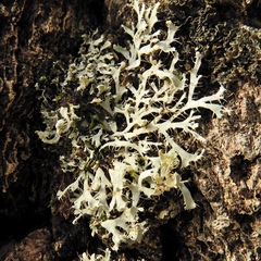 Heterodermia appalachensis