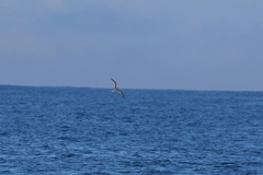 Pterodroma inexpectata