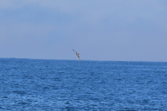 Pterodroma inexpectata