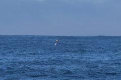 Pterodroma inexpectata