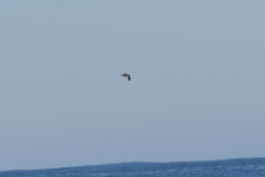 Pterodroma inexpectata