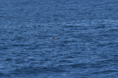 Pterodroma inexpectata