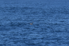 Pterodroma inexpectata