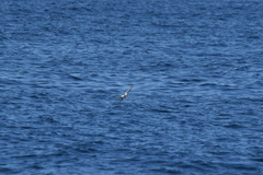 Pterodroma inexpectata