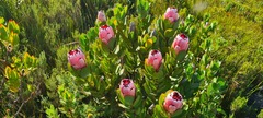 Protea stokoei