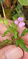 Geranium