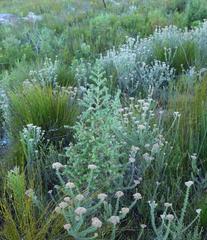 Cliffortia reniformis