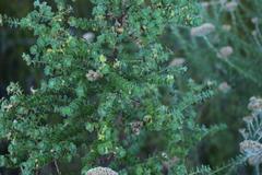 Cliffortia reniformis