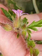 Geranium