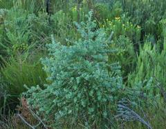 Cliffortia reniformis