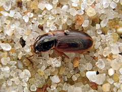 Stenolophus mixtus