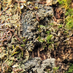 Fuscopannaria sorediata