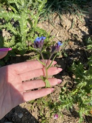 Anchusa thessala
