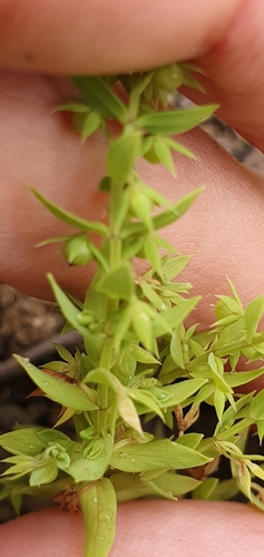 Lysimachia linum-stellatum image