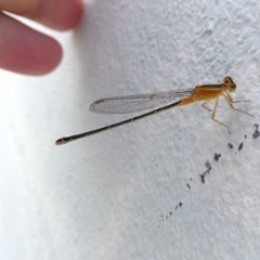 Ischnura senegalensis