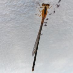 Ischnura senegalensis