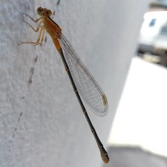 Ischnura senegalensis