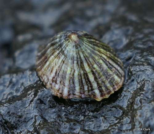 Siphonaria normalis A.Gould, 1846
