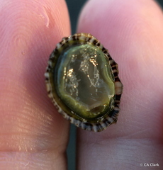 Siphonaria normalis
