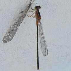 Ischnura senegalensis