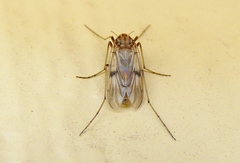 Tanypodinae