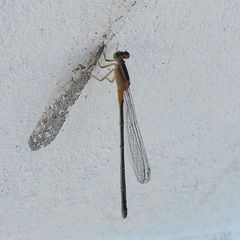 Ischnura senegalensis